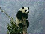 熊猫图片素材