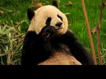 熊猫图片