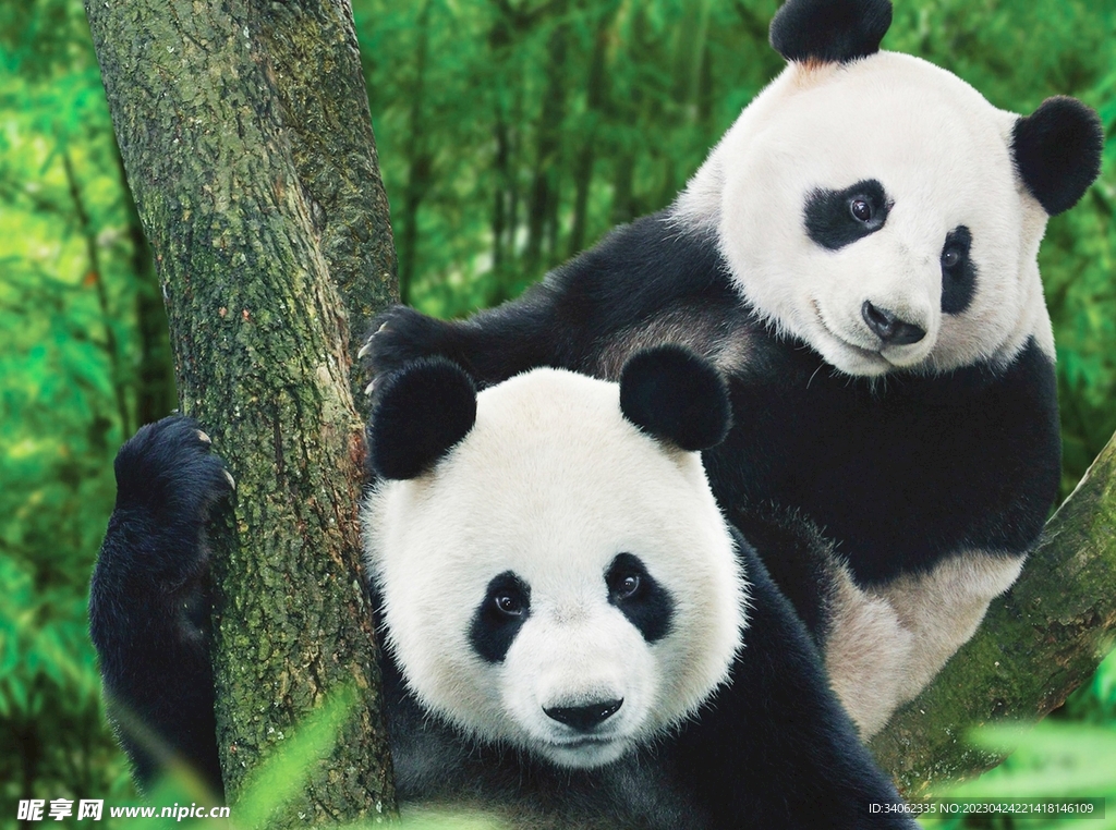 熊猫图片