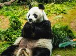 熊猫图片素材