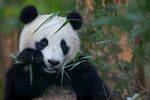 熊猫图片