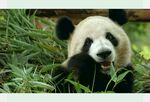panda熊猫图片