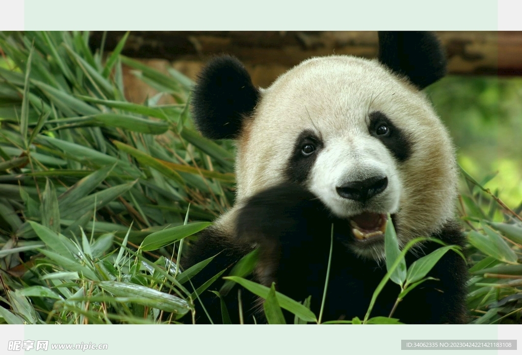 panda熊猫图片