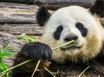 熊猫图片