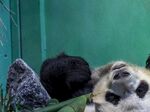 熊猫图片