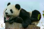 熊猫panda图片