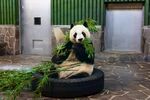 熊猫图片素材