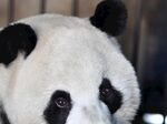熊猫图片