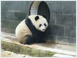 熊猫图片素材