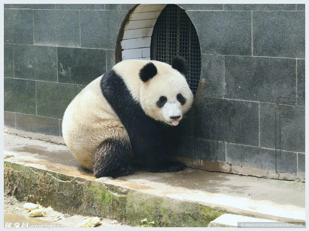 熊猫图片素材