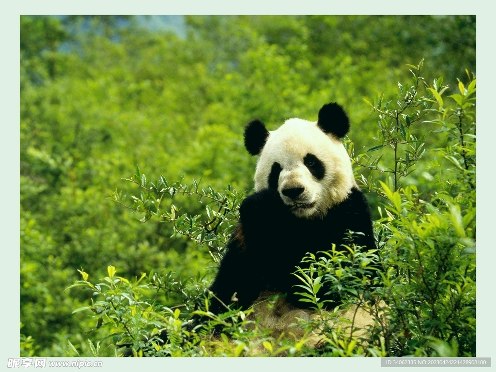 熊猫panda图片