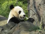 熊猫图片