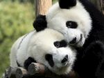 熊猫图片