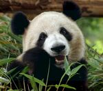 熊猫图片