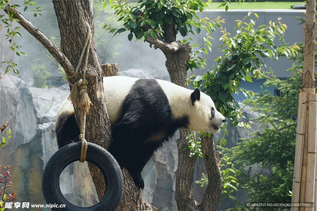 熊猫panda图片