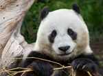 熊猫图片