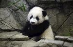 熊猫图片素材