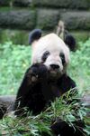 熊猫panda图片