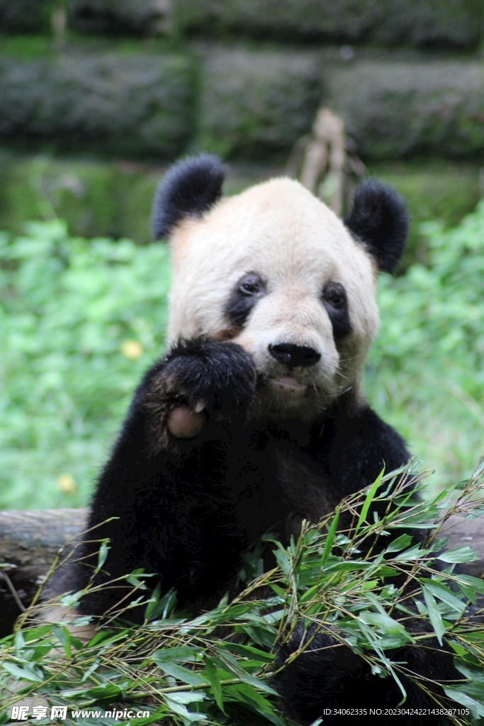 熊猫panda图片