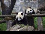 熊猫panda图片