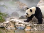熊猫图片