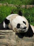 熊猫图片素材