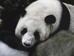 熊猫图片