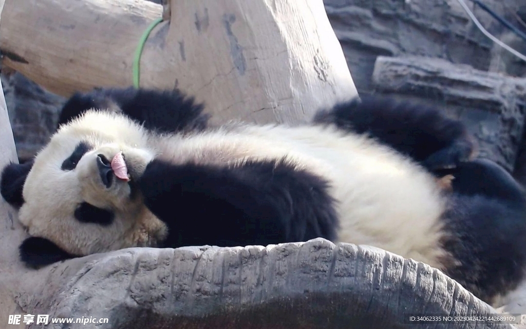 panda熊猫图片