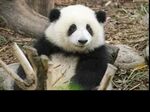 熊猫图片素材