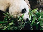 熊猫图片