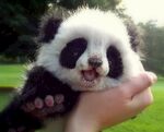 熊猫图片素材