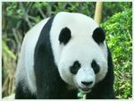 熊猫图片素材