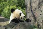 熊猫panda图片