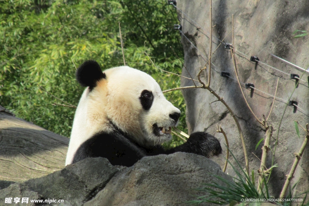 熊猫panda图片