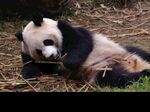熊猫图片素材