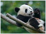 panda熊猫图片