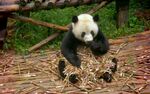 熊猫图片