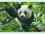 熊猫图片