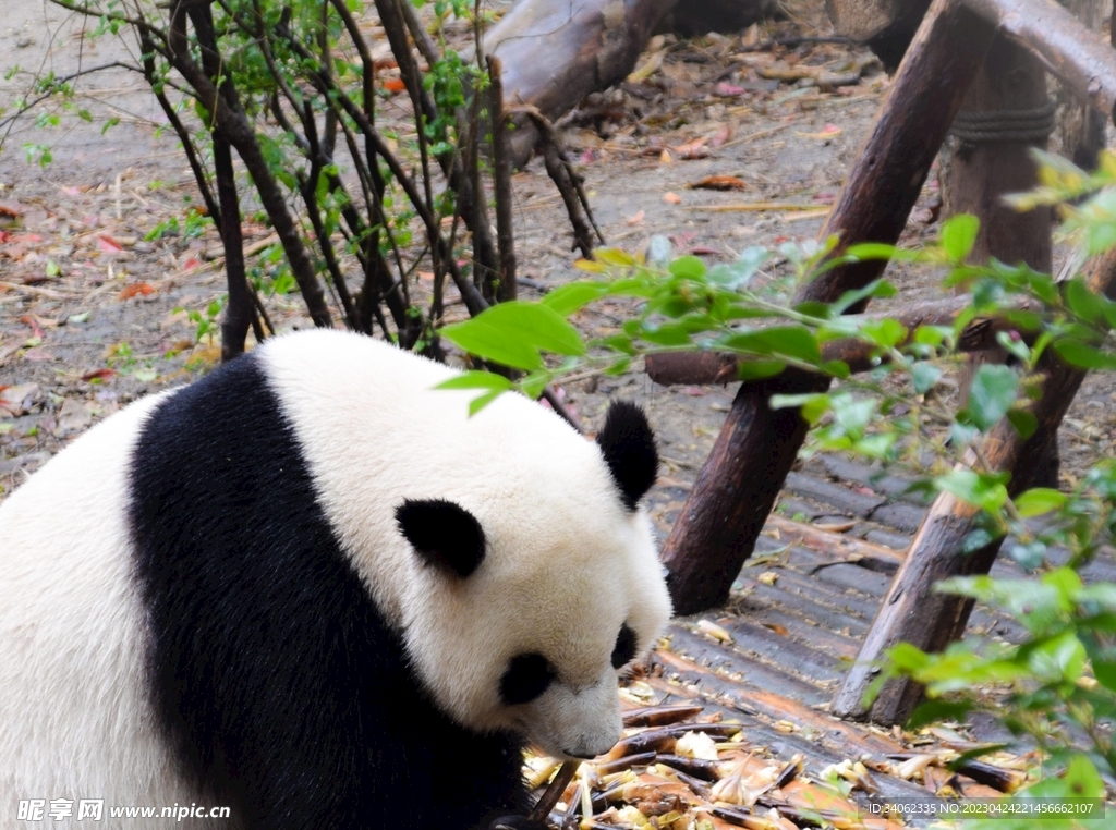 熊猫panda图片