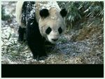 熊猫panda图片