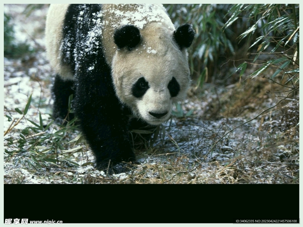 熊猫panda图片