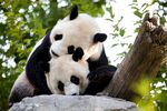 熊猫图片