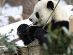 熊猫图片