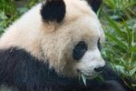 熊猫图片