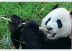 熊猫图片素材
