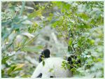 熊猫panda图片