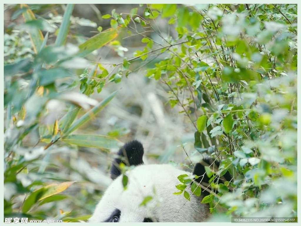 熊猫panda图片