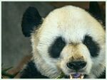 熊猫图片素材