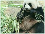 熊猫图片素材