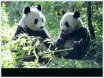 熊猫panda图片